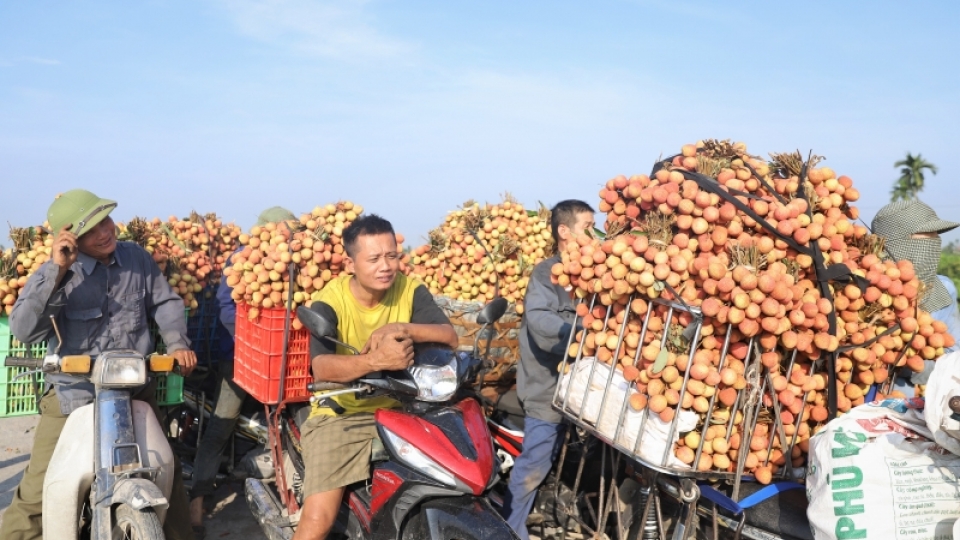 img_0527_nong_dan_thanh_ha_cho_vai_ra_cac_diem_can.jpg