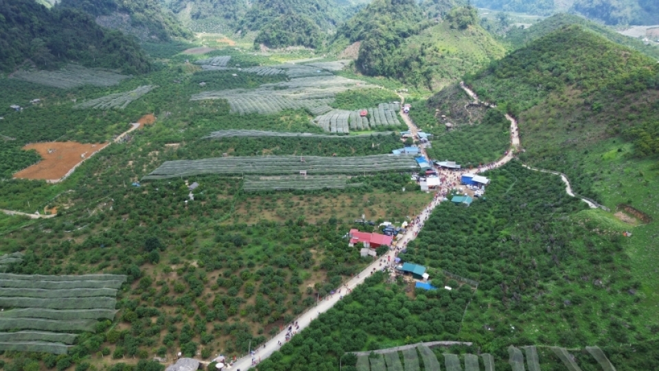 thao_nguyen_xanh_moc_chau.jpg
