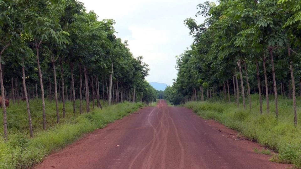 caosulao.jpg