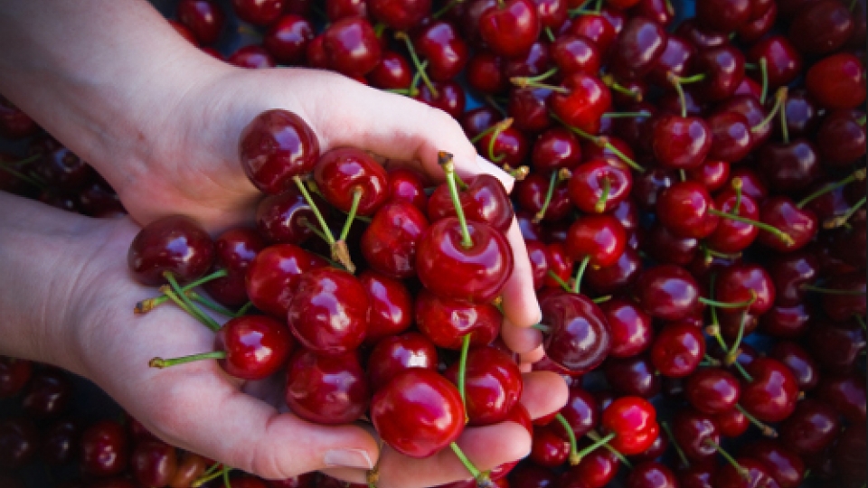 cherry mỹ (1).jpg