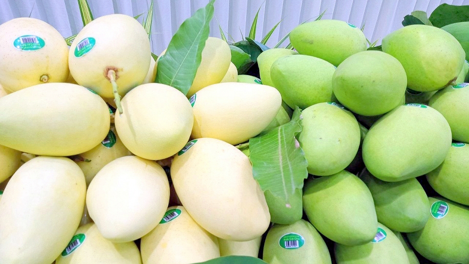 doanh_nghiep_lien_ket_voi_hop_tac_xa_trong_tieu_thu_chinh_dieu_nay_da_gia_tang_gia_tri_cho_trai_xoai.jpg
