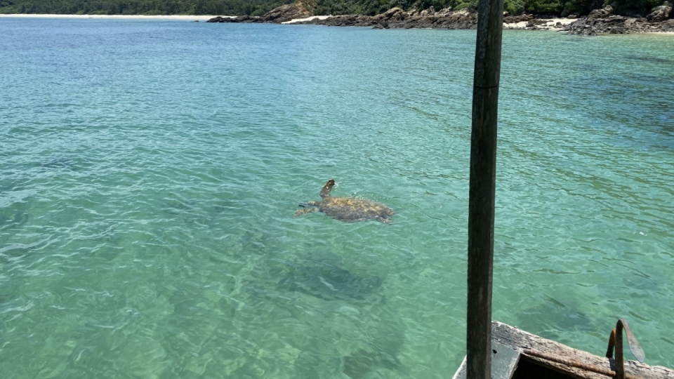 rare turtle.jpg