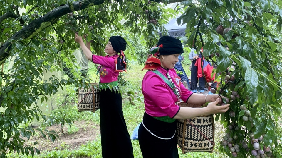 Dân tộc và phát triển