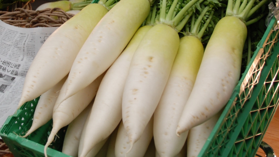 daikon_nara_prefecture_japan.jpg