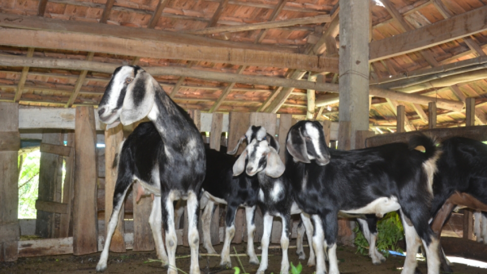 de lai bach thao.png