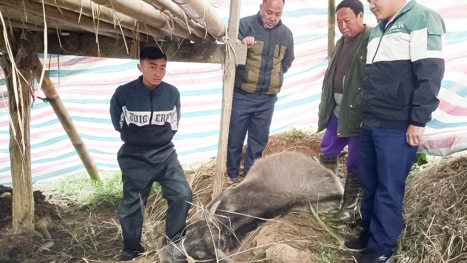 Cơ quan chuyên môn kiểm tra trâu chết tại xã Trung Thu, huyện Tủa Chùa..jpg