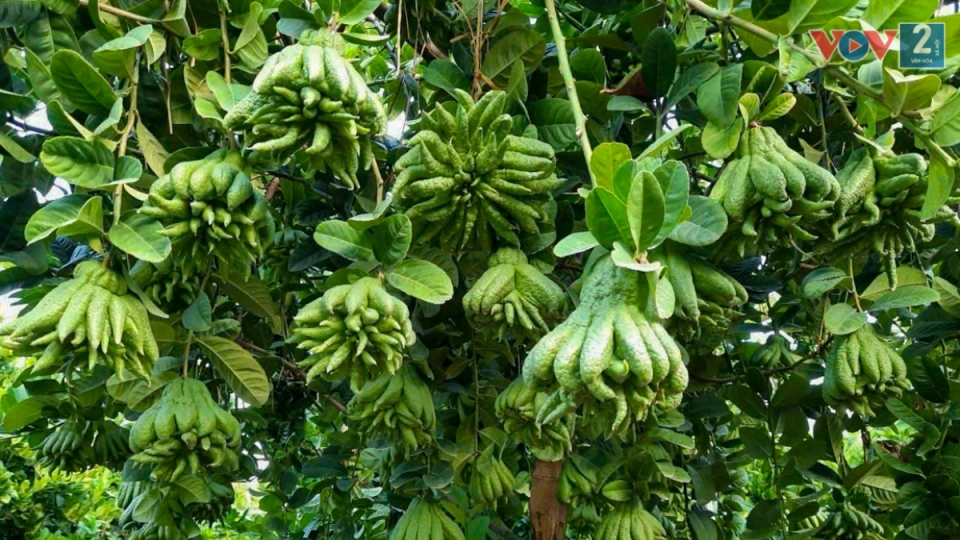 Làng phật thủ Hà Nội tất bật vào vụ Tết Giáp Thìn 2.jpg