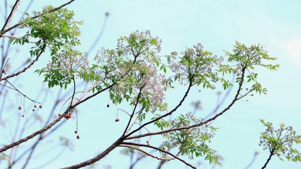 Ngôi nhà của sẻ nâu