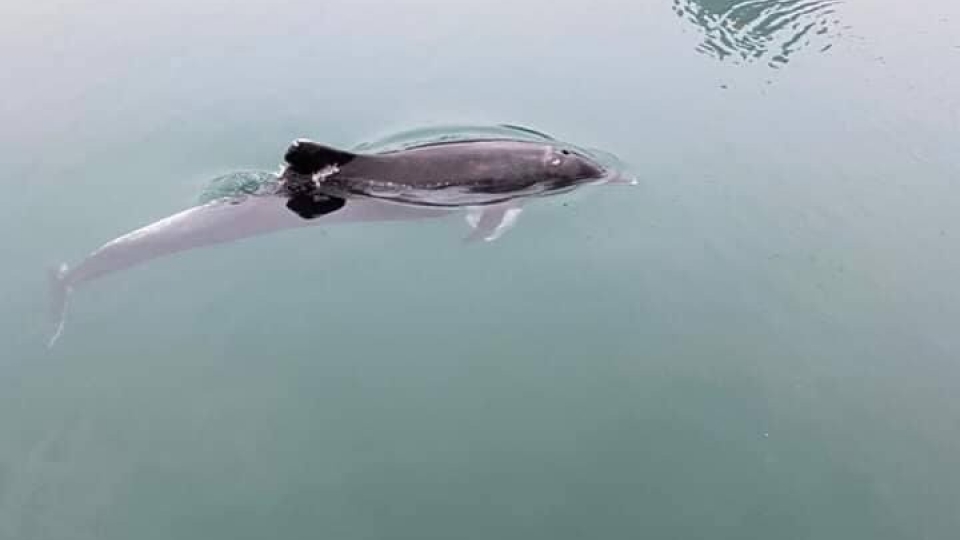 dolphin.jpeg