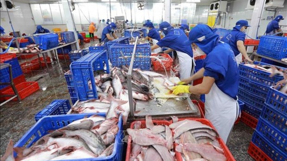 processing tra fish for export.jpg