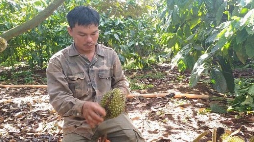 Ông Đức ở xã Ea Hu, huyện Cư Kuin bên vườn sầu riêng bị cắt quả đang giai đoạn tạo múi. .jpg