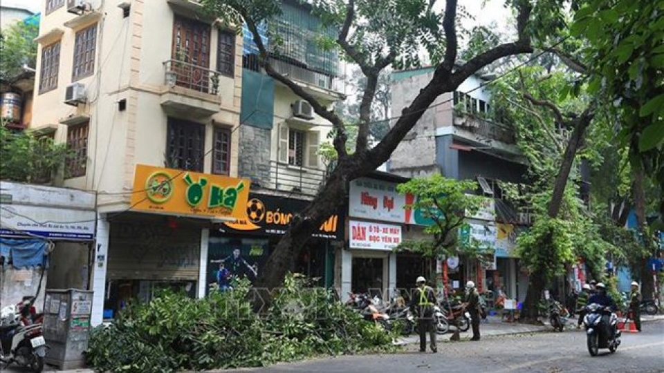 cay xanh.jpg