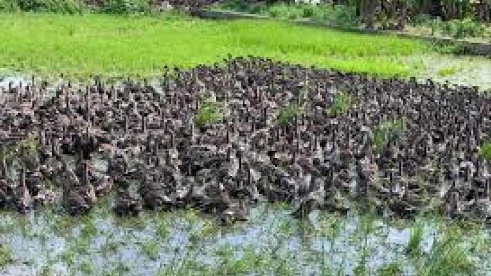 "Lũ vịt giời": Lắng nghe tiếng nói của người nông dân