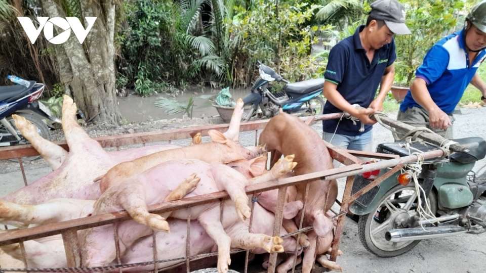 Transporting infected pigs for culling in Tien Giang.jpg