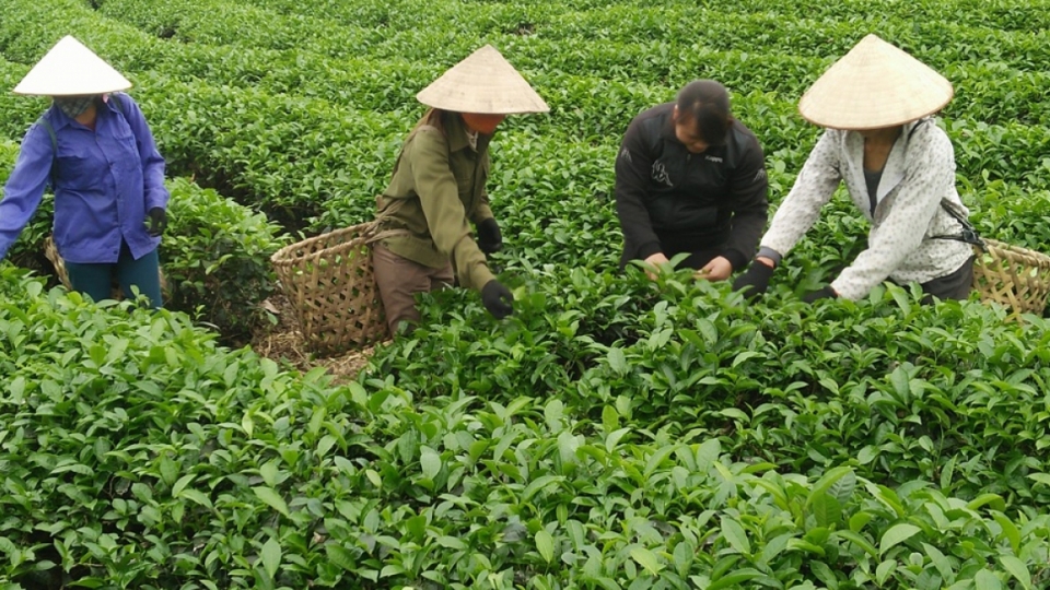 tea growing.jpg