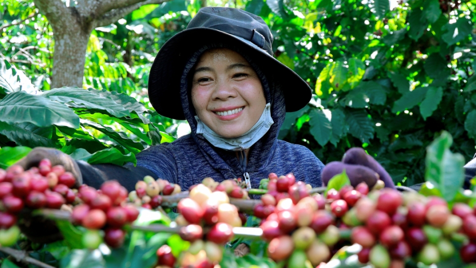 vovtn_thu_hoach_ca_phe_-_huong_ly.jpeg