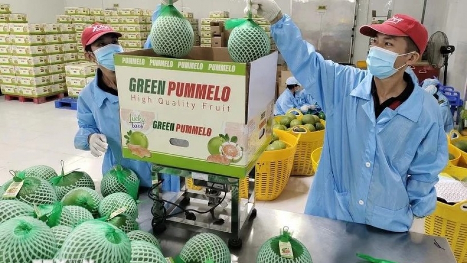 fruit exports.jpg