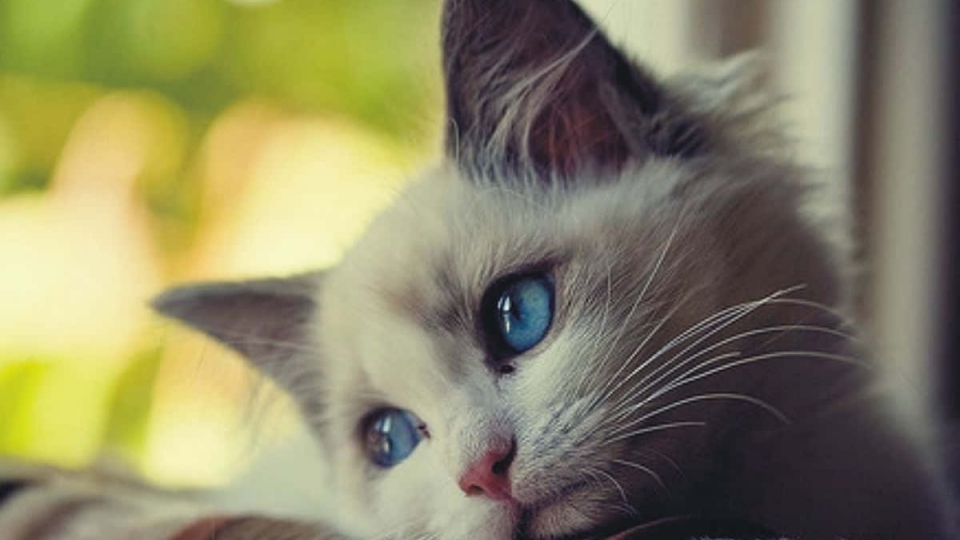 sad-cat-pictures-15mvoegirj9khh3u.jpg
