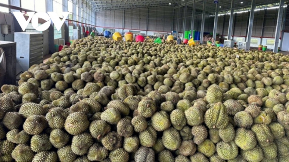Durians have been sorted and ripened for distribution in southern Vietnam 1.jpg