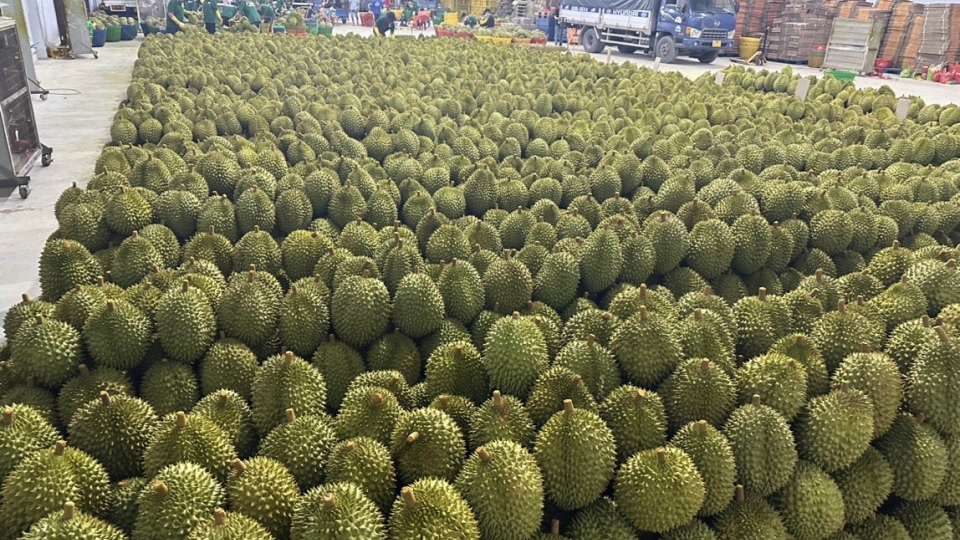 sau_rieng_la_trai_cay_xuat_khau_hang_dau_thu_ngoai_te_cao_o_tinh_tien_giang.jpg