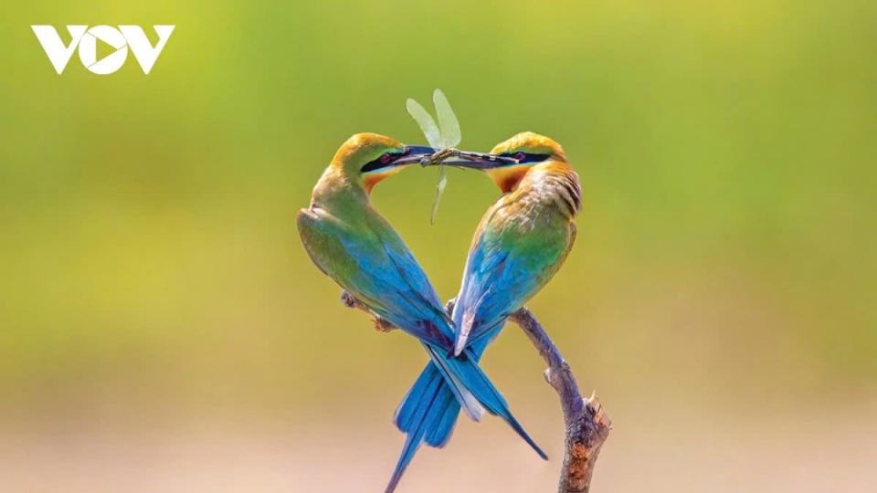 Vietnamese rare bird and animal species in photos