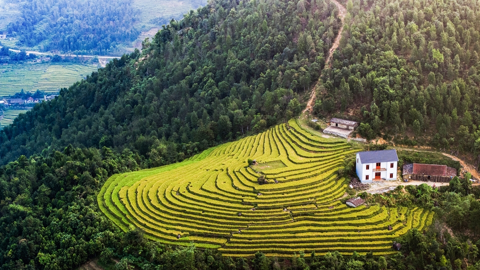 Lên biên giới Bình Liêu (Quảng Ninh) ngắm lúa vàng, lau trắng