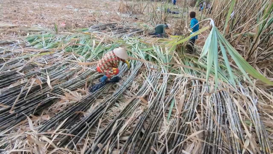 Nông dân Hậu Giang ăn, ngủ không yên vì lo mía không bán được, giá thấp