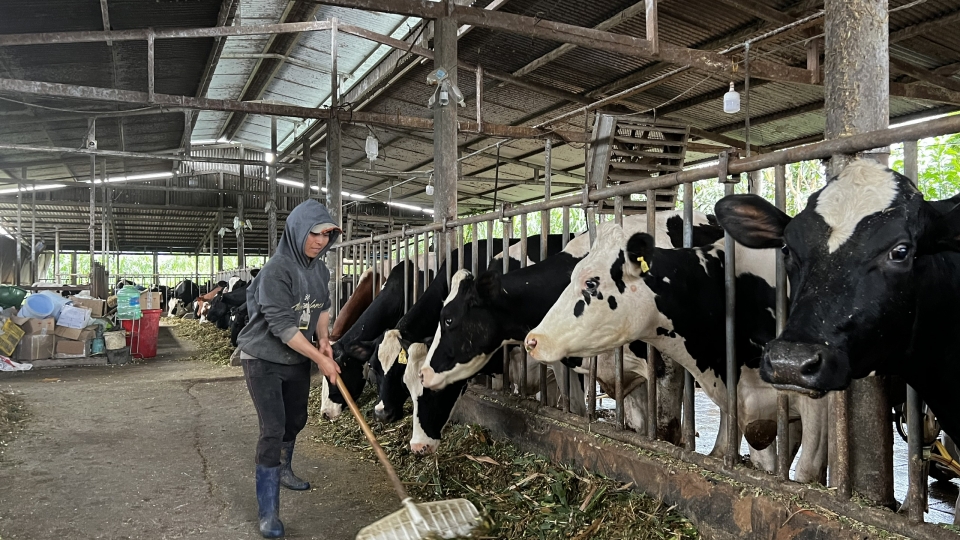 Hiện còn 20 hộ dân có bò bệnh và chết chưa thống nhất phương án bồi thường thiệt hại.jpg