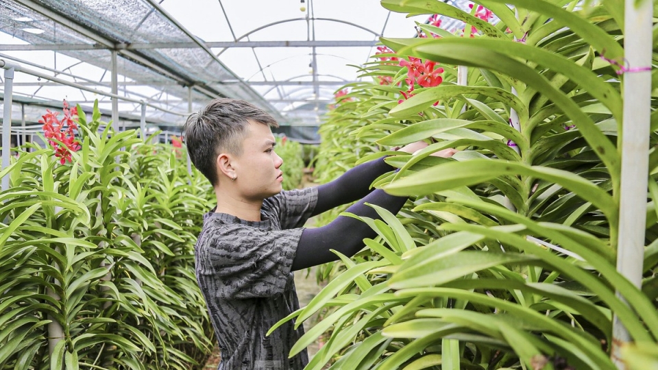 Bustling atmosphere descends on Da Nang flower village to prepare for Tet