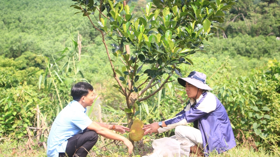 mit_ruot_do_la_cay_trong_moi_hop_tho_nhuong_tren_vung_dat_go_doi_20241116164355.jpg