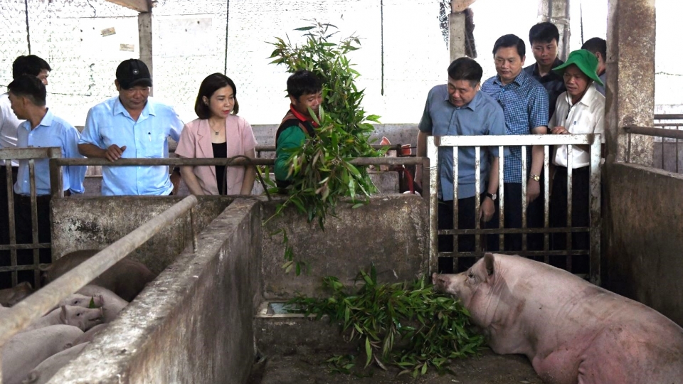 Mô hình chăn nuôi lợn hữu cơ trên địa bàn huyện A Lưới, tỉnh Thừa Thiên Huế.JPG