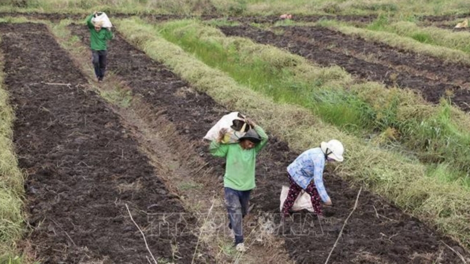 farmer_.jpg