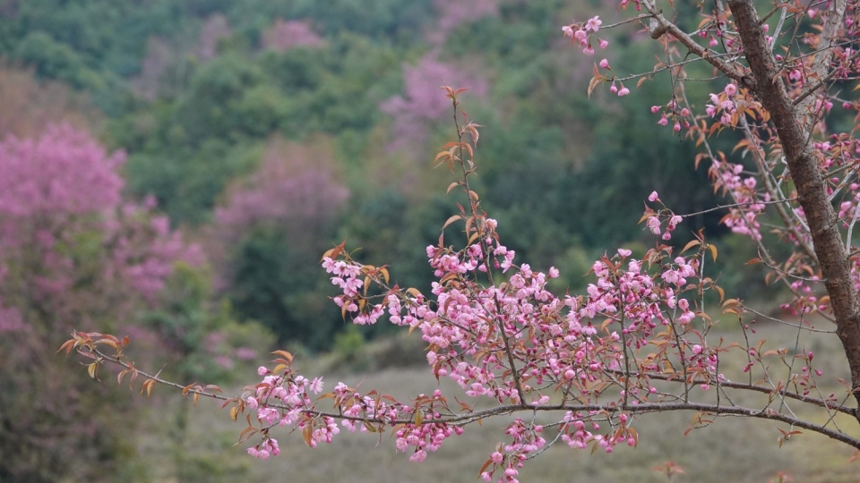 mua_hoa_to_day-_mot_trong_nhung_mua_dep_nhat_o_mu_cang_chai.jpeg
