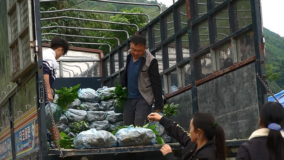 nguoi_dan_nhan_che_giong_duoc_ho_tro_tu_chuong_trinh_muc_tieu_quoc_gia_phat_trien_kinh_te-_xa_hoi_vung_dong_bao_dan_toc_thieu_so_.jpg