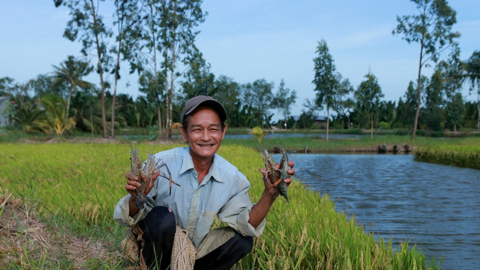 Lúa hữu cơ xen tôm càng xanh – Hướng đi bền vững cho nông dân cù lao Long Hòa