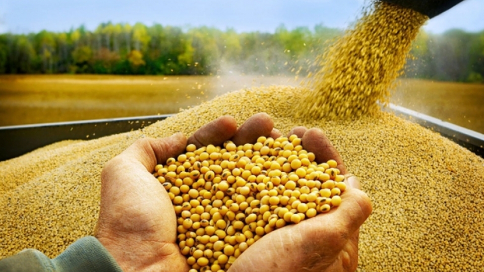 Vietnam spends US$1 billion on soybean imports in 11 months