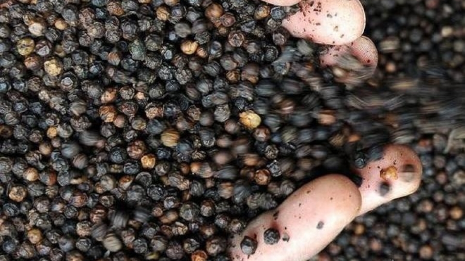 Vietnam rakes in over US$1.2 billion from pepper exports by mid-December