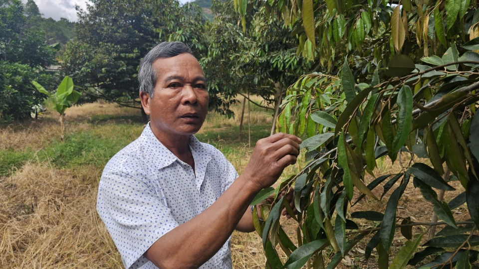 “Cánh tay” nối dài kéo giảm tảo hôn ở miền núi tỉnh Khánh Hòa