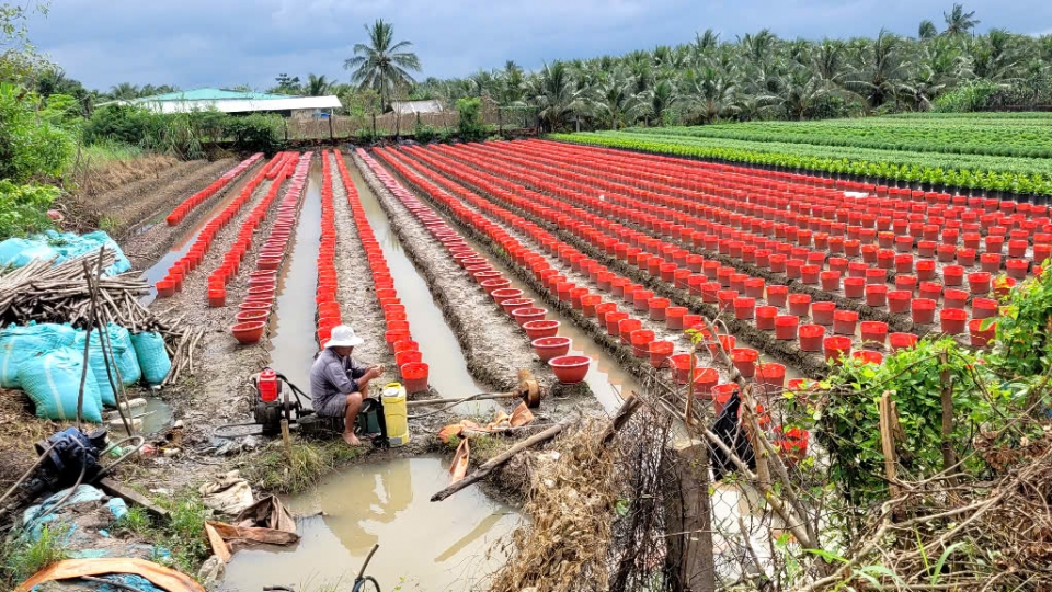 Mưa trái mùa liên tục, người trồng hoa Tết ở miền Tây khốn đốn