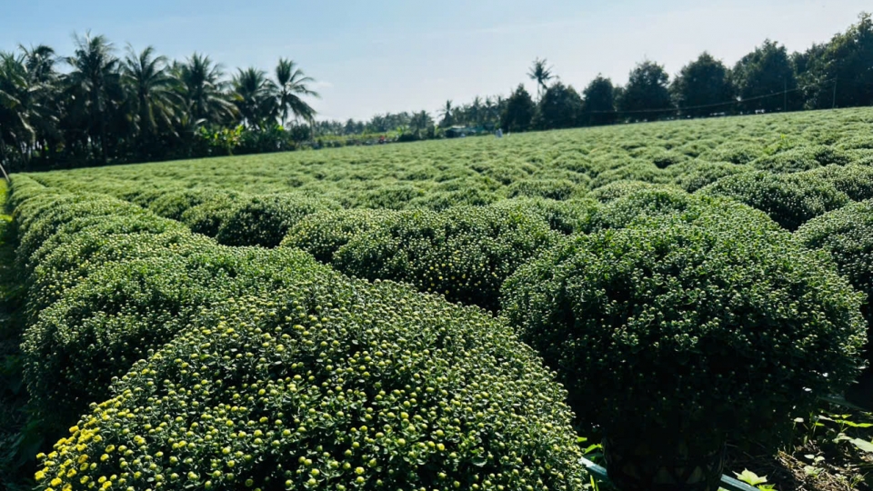 Bến Tre: Hỗ trợ nông dân trồng Cúc Mâm xôi khắc phục tình trạng "chậm ra hoa"