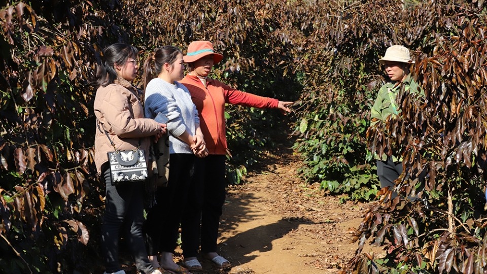 2_nguoi_dan_xa_chieng_co_xot_xa_di_thong_ke_dien_tich_ca_phe_bi_thiet_hai_20250114110406.jpg
