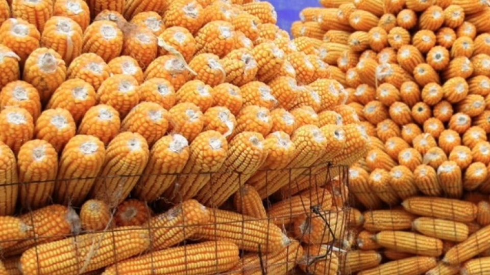 Vietnam spends US$3.04 billion importing corn in 2024