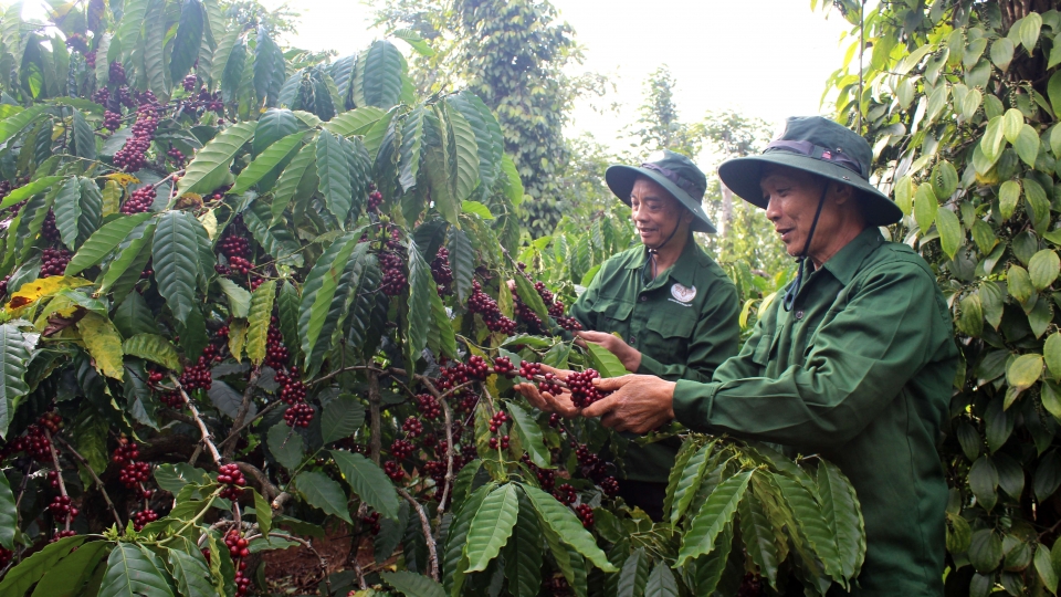 Người dân Đắk Lắk phấn khởi, vững tin đón mùa xuân mới