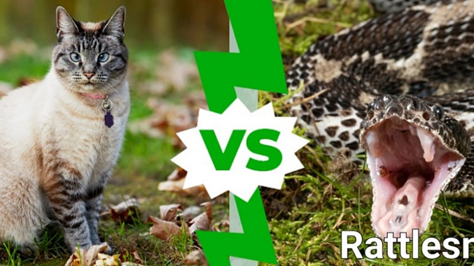meo dau voi ran chuong, vo meo, vo ran -a-z-animals.jpg