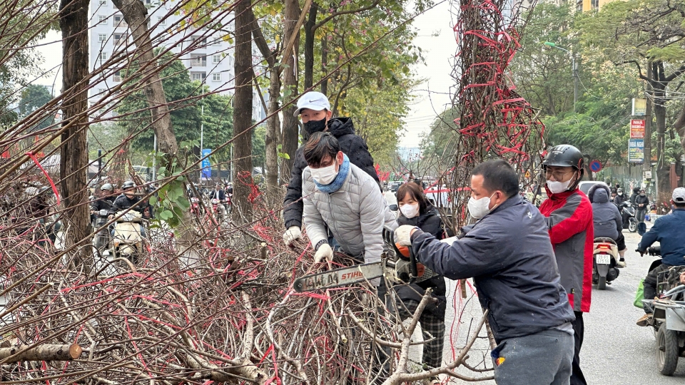 Đào rừng ở Hà Nội ế ẩm chất đống thành "củi" cuối chiều 29 Tết