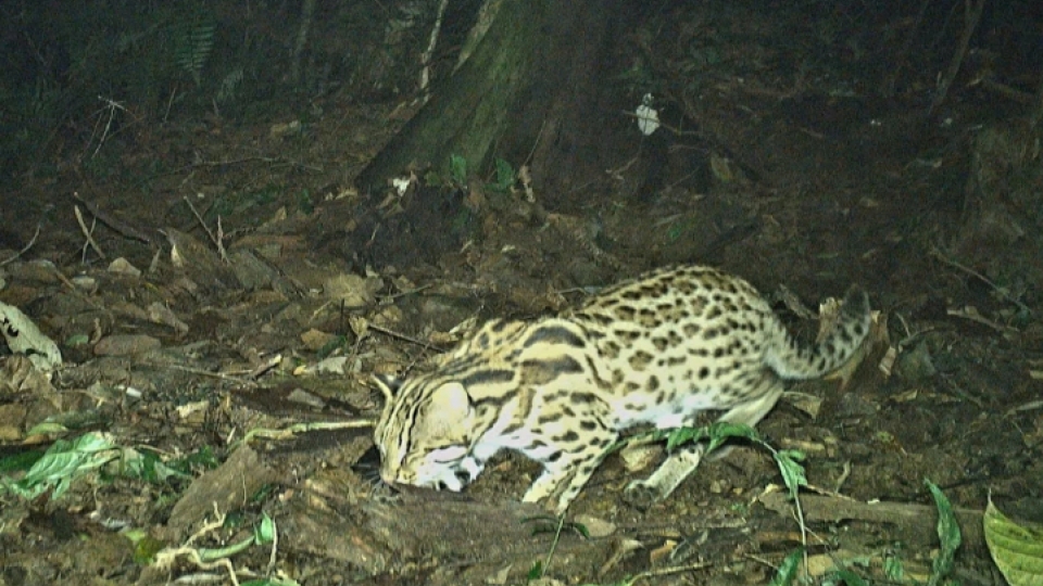 Camera traps reveal rare animal species in Nghe An primeval forest