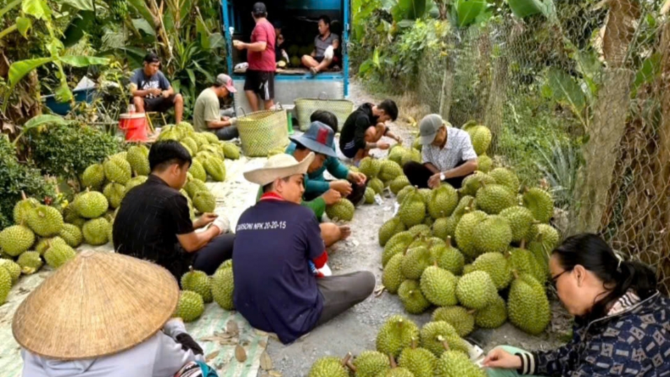 Nhà vườn Tiền Giang chủ động hơn 80.000 tấn trái cây phục vụ thị trường Tết