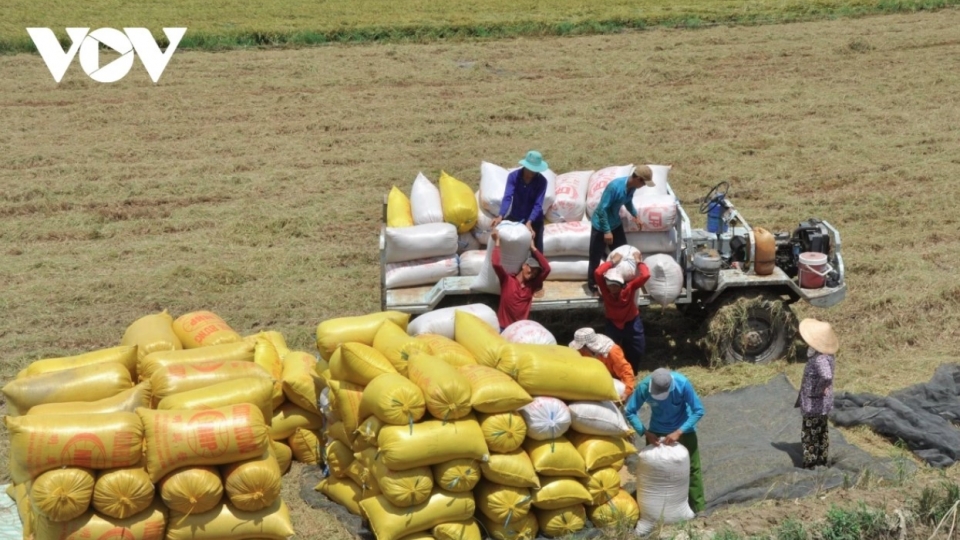 Vietnamese rice export prices take a steep dive in early 2025