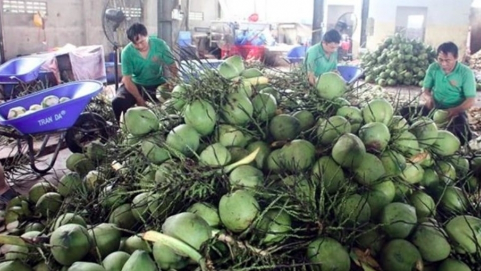 Coconut exports hit 14-year record high