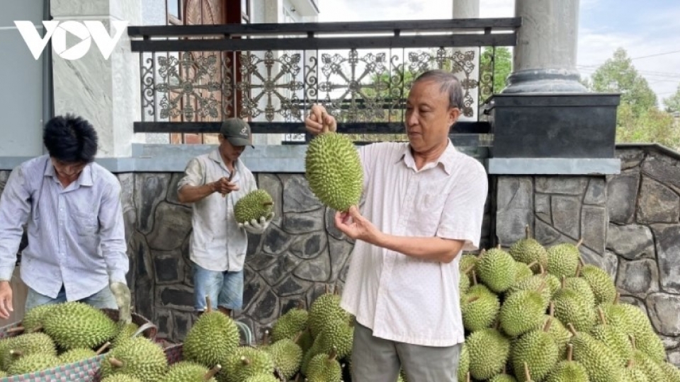 Durian exports to China resume via Lang Son border gates